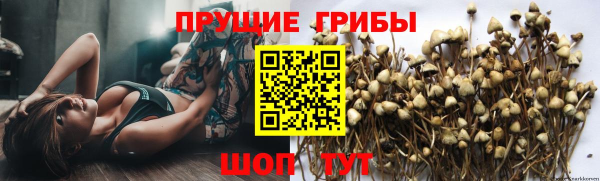 Псилоцибиновые грибы Psilocybine cubensis  Галлюциногенные грибы Cubensis  Вход с VPN  Чебоксары 